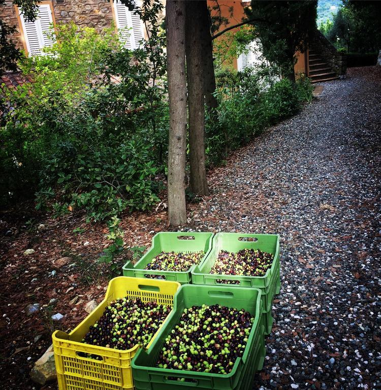 La Locanda Del Barbagianni Bed & Breakfast Santa Luce Exterior photo